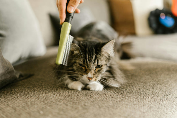 Pet Care