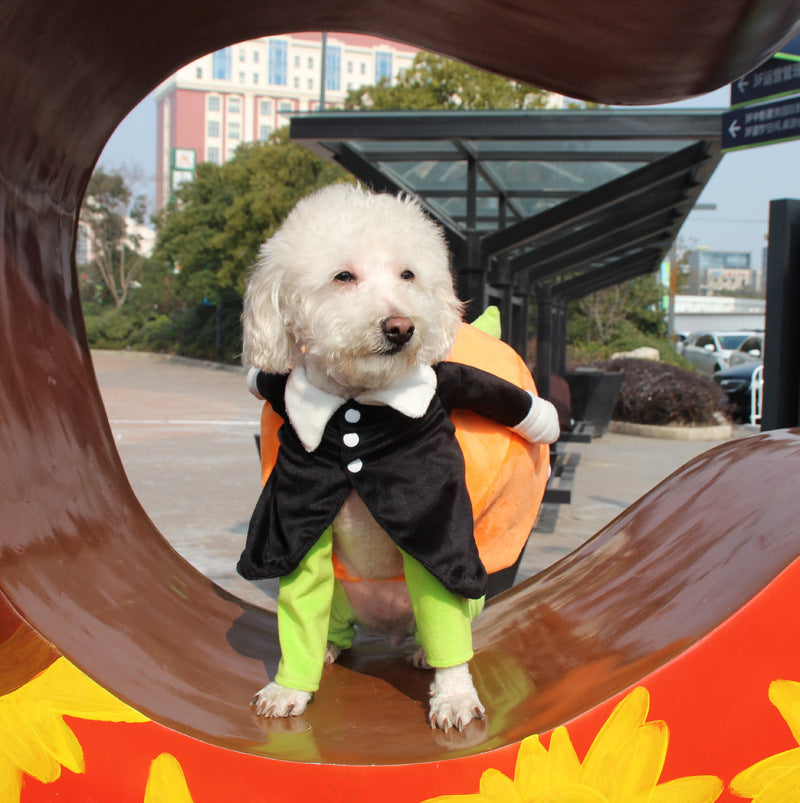 Pumpkin Dog Clothes