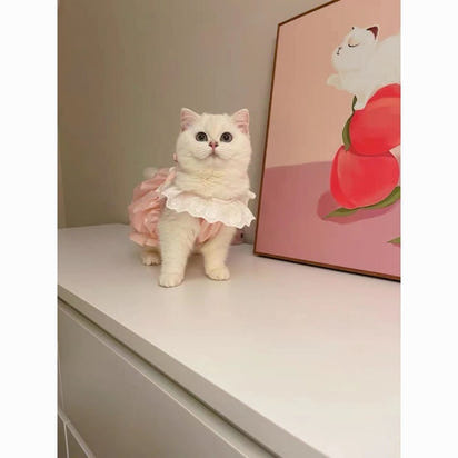 Pet Cat Dog Cute Macaron Pumpkin Dress
